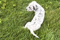 Levi, a male Dalmatian for sale in Sturgis, MI – 5 of 8