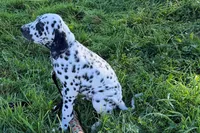 Larry, a male Dalmatian for sale in Sturgis, MI – 7 of 9