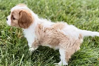 Valor, a female Cavalier King Charles Spaniel for sale in Sturgis, MI – 8 of 10