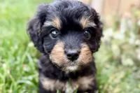 Forest, a male Cavalier King Charles Spaniel and Poodle - Miniature  for sale in Sturgis, MI – 8 of 10