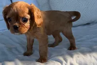 Stacy , a female Cavalier King Charles Spaniel for sale in Sturgis, MI – 8 of 8