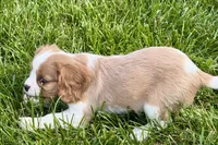 Rusty, a male Cavalier King Charles Spaniel for sale in Sturgis, MI – 6 of 9