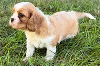 Earl, a male Cavalier King Charles Spaniel for sale in Sturgis, MI – 5 of 7