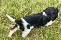 Indie, a female Cavalier King Charles Spaniel for sale in Sturgis, MI – 6 of 9