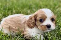 Huggie, a female Cavalier King Charles Spaniel for sale in Sturgis, MI – 3 of 9