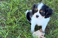 Emma, a female Cavalier King Charles Spaniel for sale in Sturgis, MI – 3 of 9