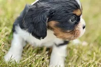 Iris , a female Cavalier King Charles Spaniel for sale in Sturgis, MI – 8 of 9