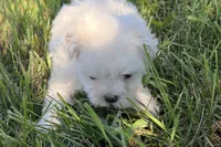 Oraon, a male Maltese for sale in Sturgis, MI – 7 of 7