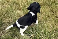 Indie, a female Cavalier King Charles Spaniel for sale in Sturgis, MI – 3 of 9