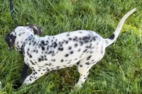 Larry, a male Dalmatian for sale in Sturgis, MI – 8 of 9