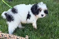North, a male Cavapoo for sale in Sturgis, MI – 7 of 10