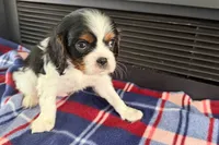 Mavey, a male Cavalier King Charles Spaniel for sale in Sturgis, MI – 3 of 10