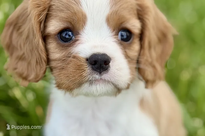 Rusty – Cavalier King Charles Spaniel puppy for sale in Sturgis, MI