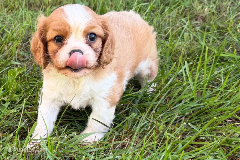 Earl – Cavalier King Charles Spaniel puppy for sale in Sturgis, MI