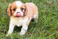 Earl, a male Cavalier King Charles Spaniel for sale in Sturgis, MI – 1 of 7