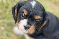 Indie, a female Cavalier King Charles Spaniel for sale in Sturgis, MI – 7 of 9