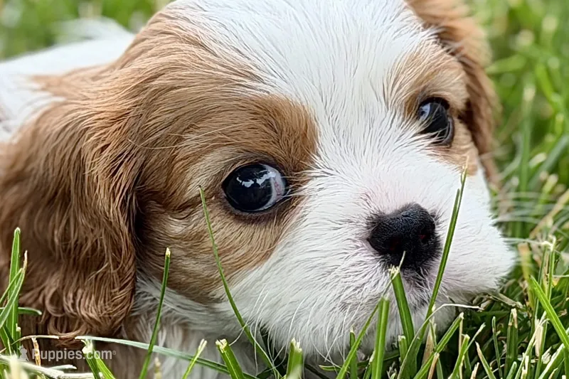 Hope  – Cavalier King Charles Spaniel puppy for sale in Sturgis, MI
