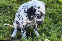 Larry, a male Dalmatian for sale in Sturgis, MI – 2 of 9