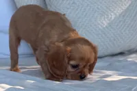 Susie, a female Cavalier King Charles Spaniel for sale in Sturgis, MI – 2 of 10
