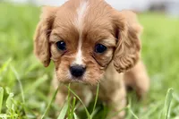 Alyssa, a female Cavalier King Charles Spaniel for sale in Sturgis, MI – 8 of 10