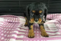 Maura, a female Cavalier King Charles Spaniel for sale in Sturgis, MI – 9 of 10