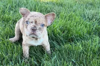 Jake, a male Frenchton for sale in Sturgis, MI – 10 of 10