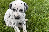 Lavon, a male Dalmatian for sale in Sturgis, MI – 8 of 9