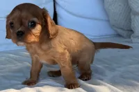Stacy , a female Cavalier King Charles Spaniel for sale in Sturgis, MI – 3 of 8