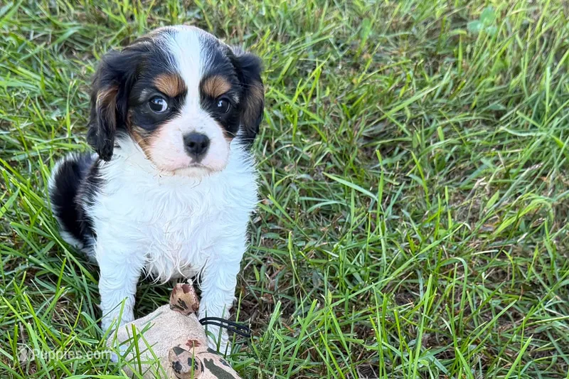 Emma – Cavalier King Charles Spaniel puppy for sale in Sturgis, MI
