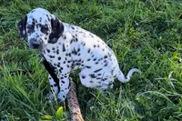 Larry, a male Dalmatian for sale in Sturgis, MI – 4 of 9