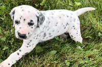 Lamar, a male Dalmatian for sale in Sturgis, MI – 3 of 10