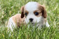 Hope , a female Cavalier King Charles Spaniel for sale in Sturgis, MI – 3 of 8
