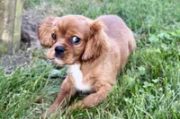 Mars, a male Cavalier King Charles Spaniel for sale in Sturgis, MI – 3 of 10