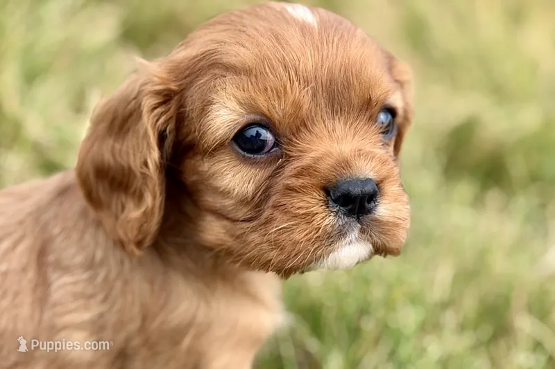 Ivan – Cavalier King Charles Spaniel puppy for sale in Sturgis, MI