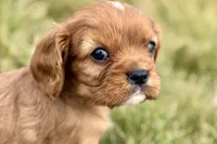 Ivan, a male Cavalier King Charles Spaniel for sale in Sturgis, MI – 1 of 10