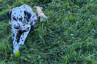 Lavon, a male Dalmatian for sale in Sturgis, MI – 3 of 10