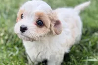 Finn, a male Cavalier King Charles Spaniel and Poodle - Miniature  for sale in Sturgis, MI – 3 of 10