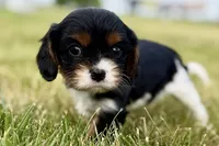 Isaac, a male Cavalier King Charles Spaniel for sale in Sturgis, MI – 6 of 10