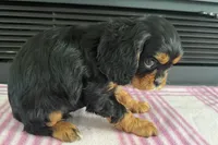 Morgan, a female Cavalier King Charles Spaniel for sale in Sturgis, MI – 7 of 7