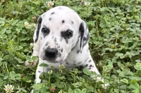 Lavida , a female Dalmatian for sale in Sturgis, MI – 9 of 10
