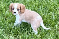 Rusty, a male Cavalier King Charles Spaniel for sale in Sturgis, MI – 2 of 9