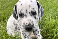 Lavon, a male Dalmatian for sale in Sturgis, MI – 1 of 9