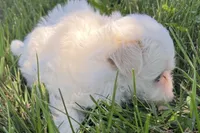 Oraon, a male Maltese for sale in Sturgis, MI – 5 of 7