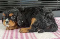 Monica, a female Cavalier King Charles Spaniel for sale in Sturgis, MI – 3 of 7