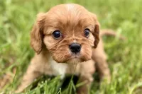 Aiden, a male Cavalier King Charles Spaniel for sale in Sturgis, MI – 9 of 10