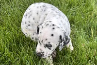 Lavon, a male Dalmatian for sale in Sturgis, MI – 3 of 9
