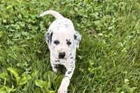 Lava, a female Dalmatian for sale in Sturgis, MI – 8 of 8