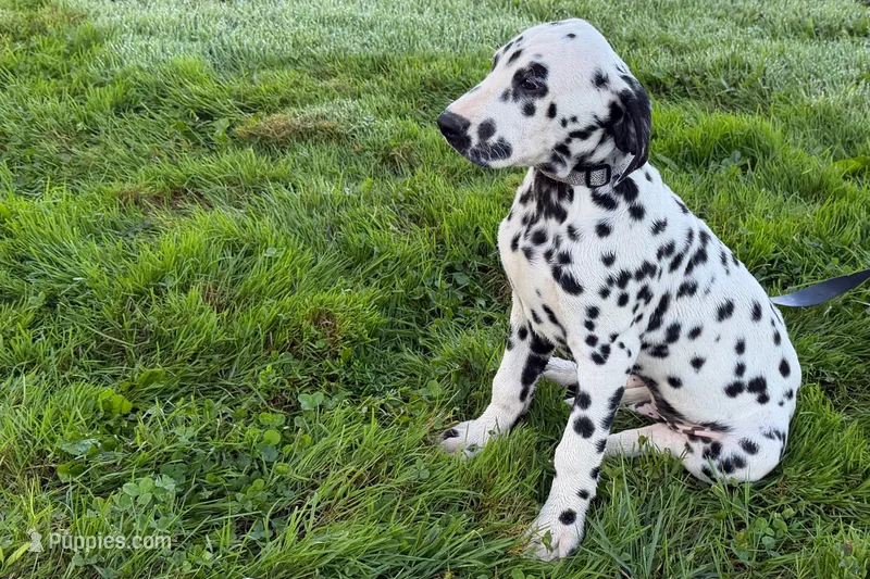 Lamar – Dalmatian puppy for sale in Sturgis, MI