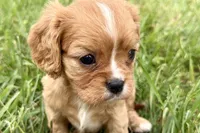 Alyssa, a female Cavalier King Charles Spaniel for sale in Sturgis, MI – 3 of 10
