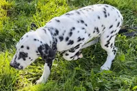 Lavida , a female Dalmatian for sale in Sturgis, MI – 6 of 10